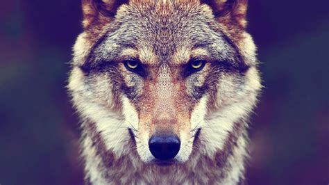 Top Sites Like wolfmax4k.com .